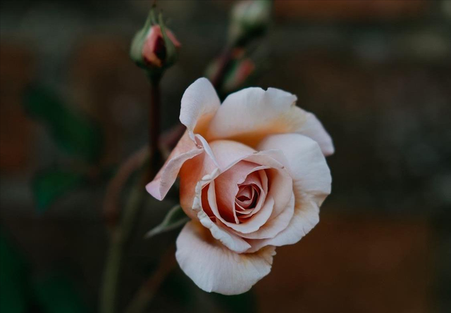 女人爱上了一个“有妇之夫”，多半，只有这一个结局