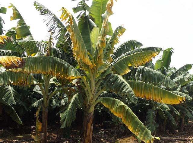 印度第一美人，美貌迷倒众生却遭国人唾骂，被迫和一棵香蕉树结婚