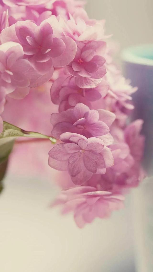 平凡的生活，只要坚持，也会有春天，也会在春天里开出一朵小花