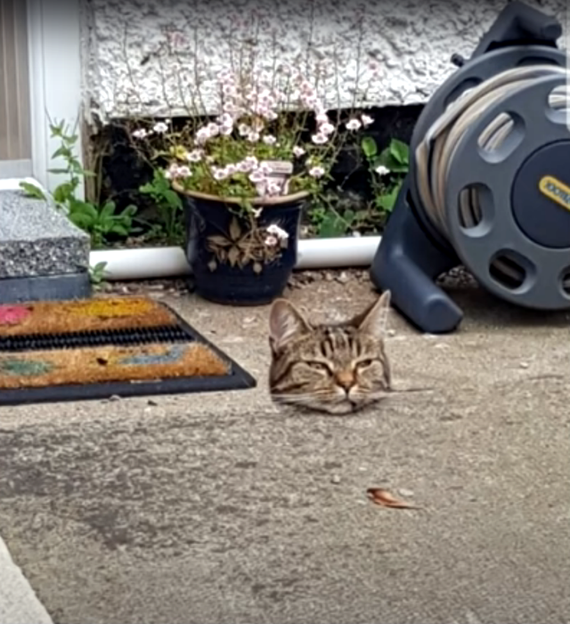 30个捕捉到的完美镜头，时机把握得太巧妙了