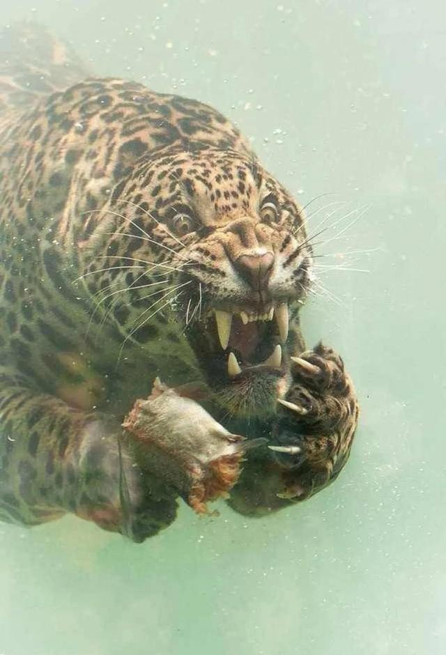 罕见的41张照片,巴西超模,戴安娜,如同枯枝一般的竹节虫,睢鸠