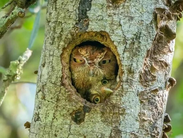 罕见的41张照片,巴西超模,戴安娜,如同枯枝一般的竹节虫,睢鸠