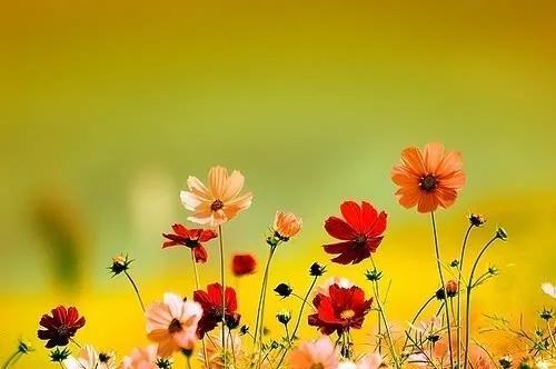 平凡的生活，只要坚持，也会有春天，也会在春天里开出一朵小花