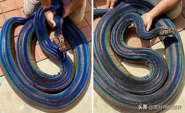 30张照片看世界：集中营18岁的俄罗斯姑娘，日本发现的美人鱼