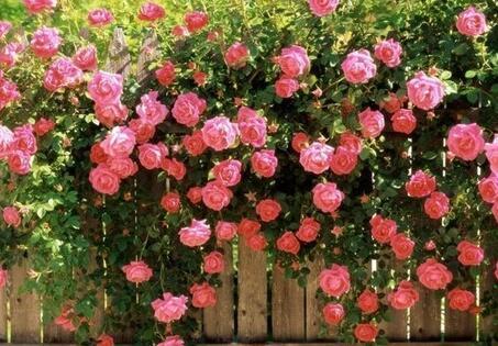 属鸡女生性格好吗?生肖鸡女生有什么爱情弱点?