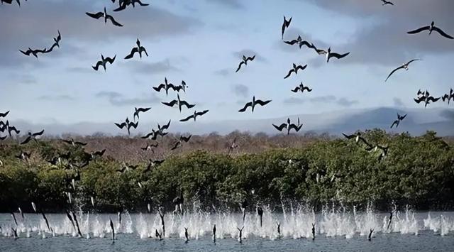 罕见的41张照片,巴西超模,戴安娜,如同枯枝一般的竹节虫,睢鸠