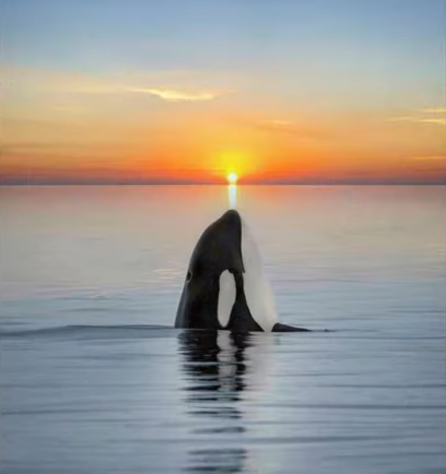 30个捕捉到的完美镜头，时机把握得太巧妙了