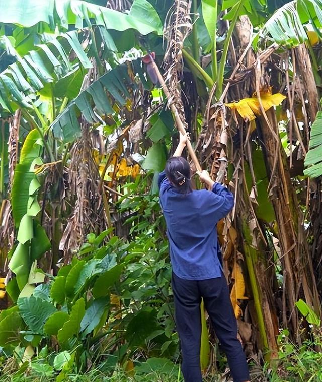 案例 小女孩吃香蕉噎死,父母向赠送香蕉邻居索赔73万,法院判了
