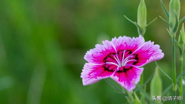 怎样和女生聊天才能引起女生的兴趣