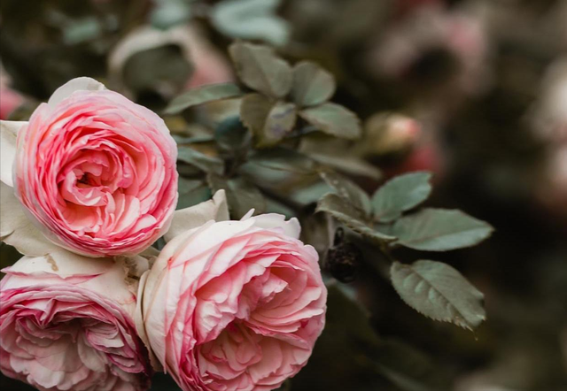 女人爱上了一个“有妇之夫”，多半，只有这一个结局