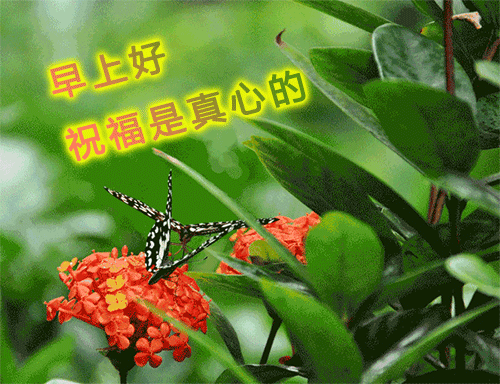 漂亮的早上好图片祝福语表情包带字 祝你幸福又平安