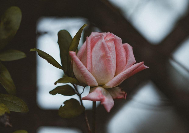 女人爱上了一个“有妇之夫”，多半，只有这一个结局