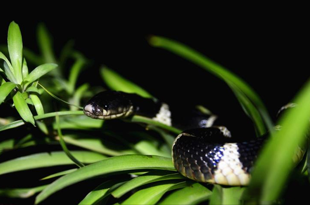 18年陕西女孩养蛇当宠物,不慎被咬伤,抢救时宁死不说是什么蛇