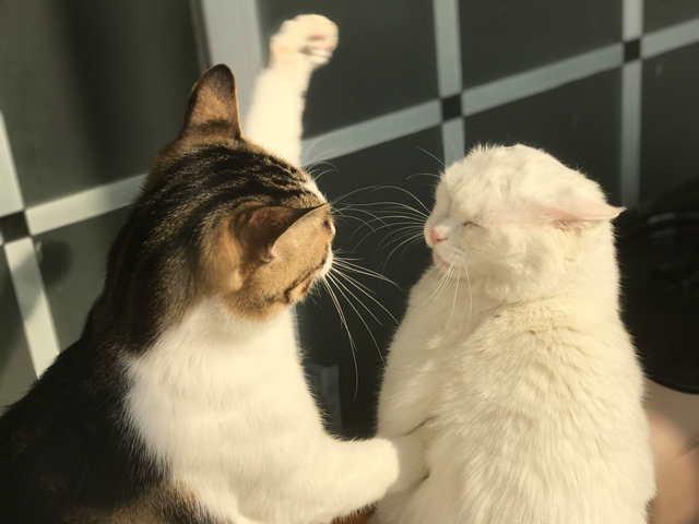 公猫和母猫是如何“交配”的?奇怪的知识又增加了