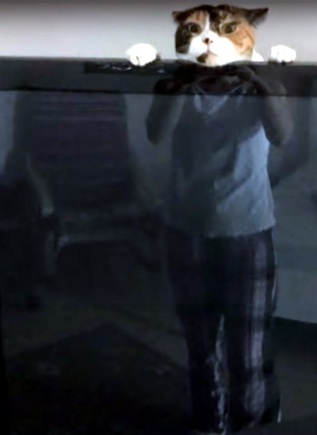 30个捕捉到的完美镜头，时机把握得太巧妙了