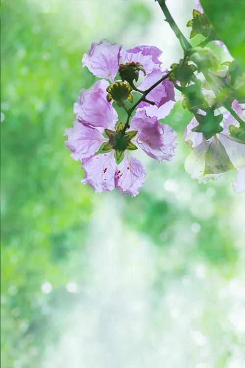 平凡的生活，只要坚持，也会有春天，也会在春天里开出一朵小花