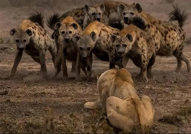 罕见的41张照片,巴西超模,戴安娜,如同枯枝一般的竹节虫,睢鸠