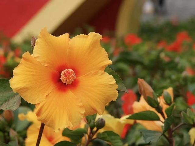 世界上最早看见太阳的国家，女人身材肥胖却有最美丽的脸