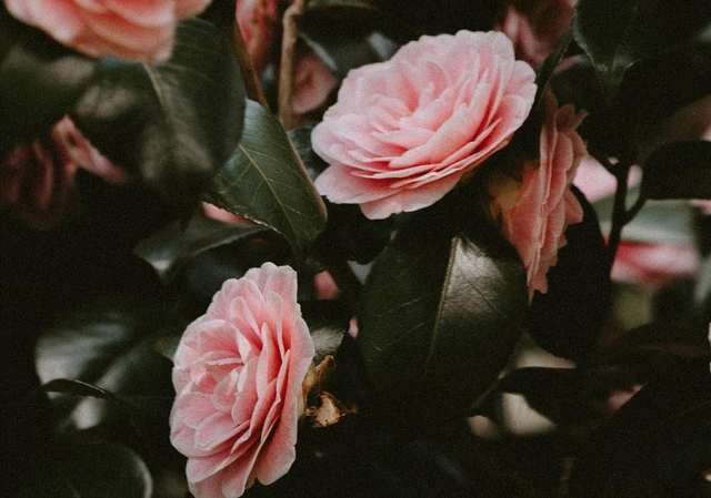 女人爱上了一个“有妇之夫”，多半，只有这一个结局