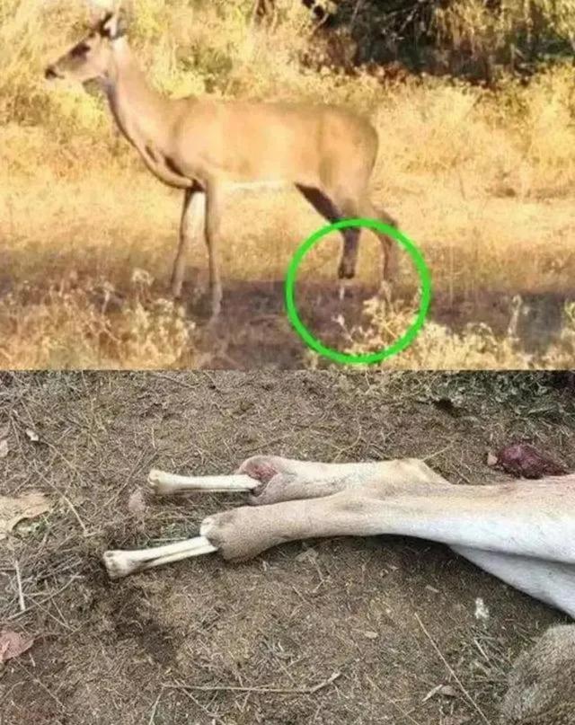 罕见的41张照片,巴西超模,戴安娜,如同枯枝一般的竹节虫,睢鸠