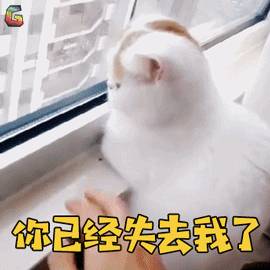 公猫和母猫是如何“交配”的?奇怪的知识又增加了