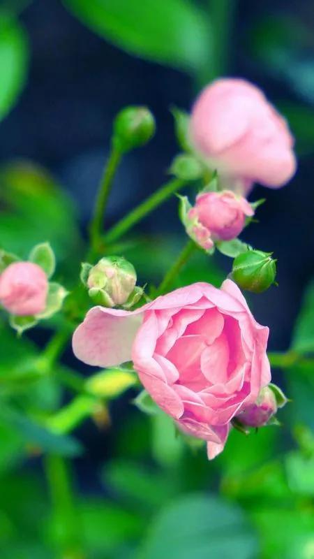 平凡的生活，只要坚持，也会有春天，也会在春天里开出一朵小花