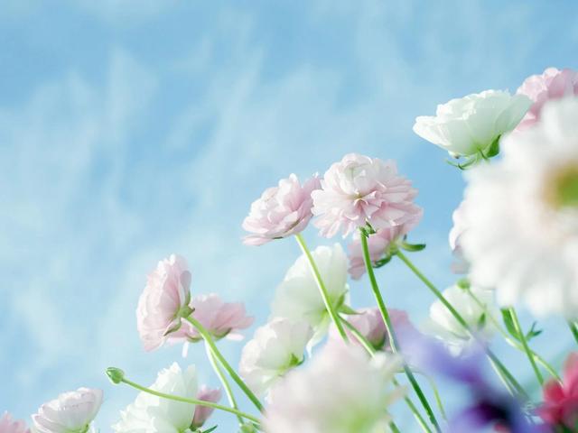 平凡的生活，只要坚持，也会有春天，也会在春天里开出一朵小花