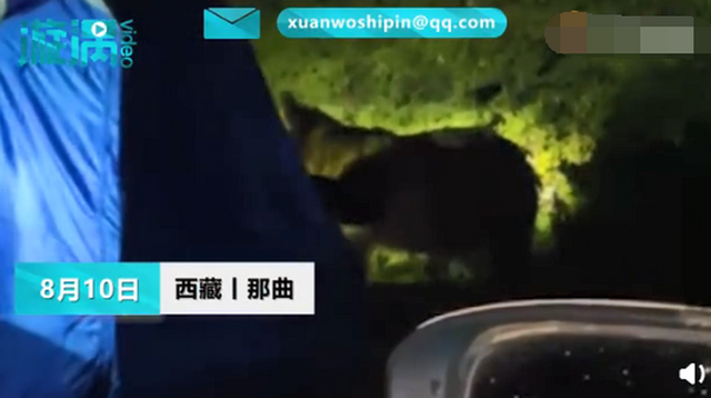 女孩自驾西藏一夜遭野熊闯营3次:炖了牛肉,高压锅都被咬坏