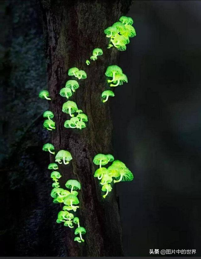 30张照片看世界：集中营18岁的俄罗斯姑娘，日本发现的美人鱼