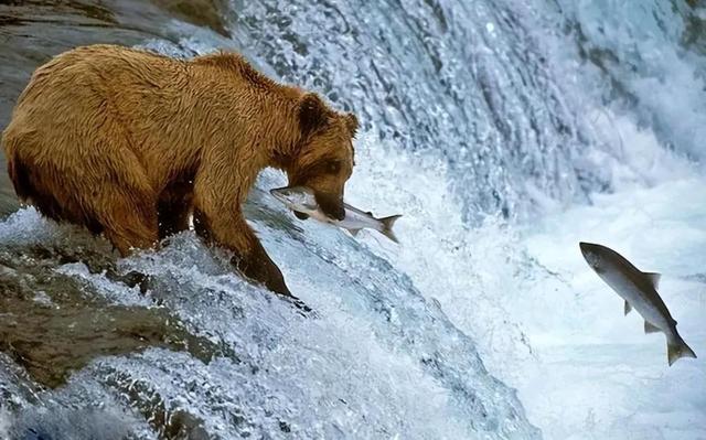 罕见的41张照片,巴西超模,戴安娜,如同枯枝一般的竹节虫,睢鸠