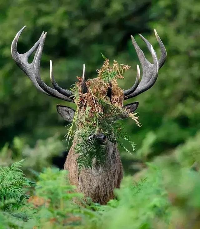 罕见的41张照片,巴西超模,戴安娜,如同枯枝一般的竹节虫,睢鸠