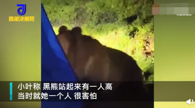 女孩自驾西藏一夜遭野熊闯营3次:炖了牛肉,高压锅都被咬坏