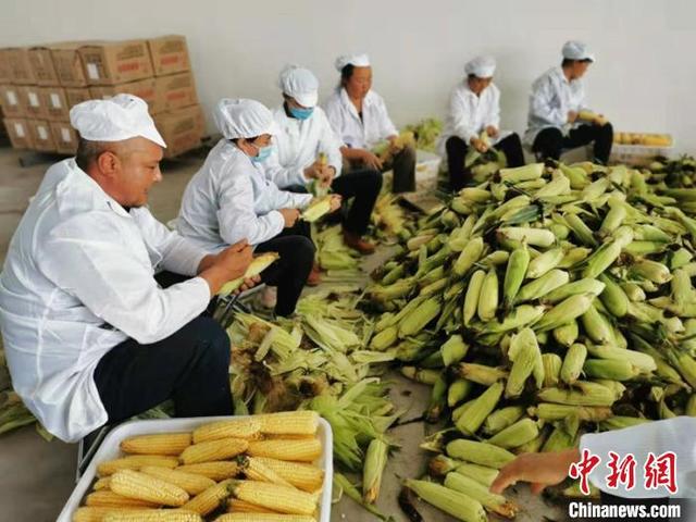 蒙古族姑娘郭丽丽：从都市“小白领”到返乡创业“新农人”