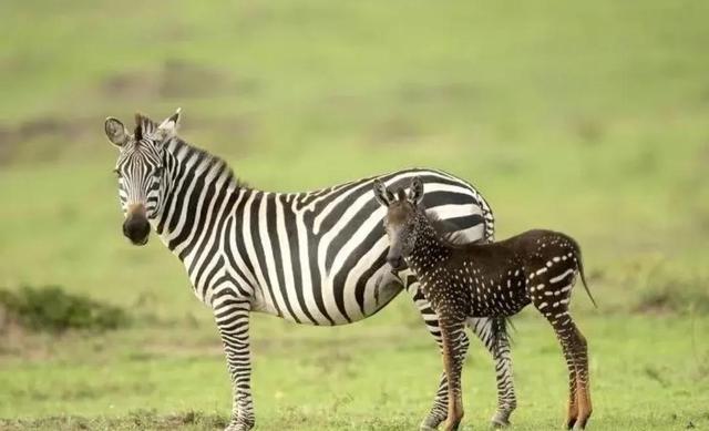 罕见的41张照片,巴西超模,戴安娜,如同枯枝一般的竹节虫,睢鸠