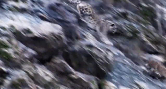 罕见的41张照片,巴西超模,戴安娜,如同枯枝一般的竹节虫,睢鸠