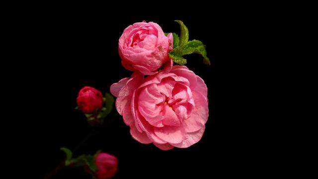 平凡的生活，只要坚持，也会有春天，也会在春天里开出一朵小花