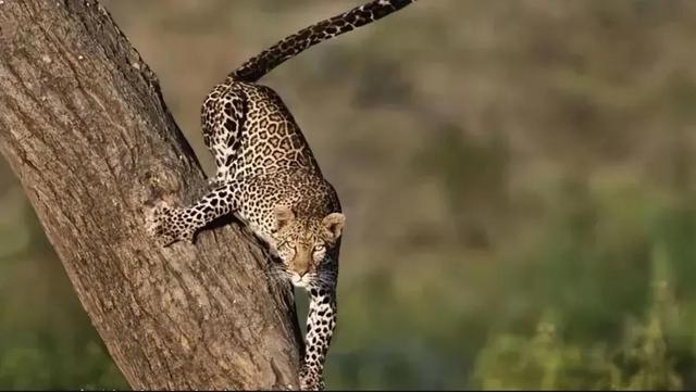 罕见的41张照片,巴西超模,戴安娜,如同枯枝一般的竹节虫,睢鸠