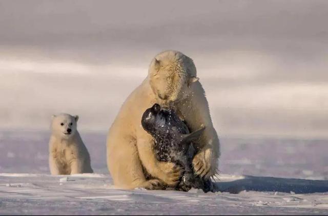 罕见的41张照片,巴西超模,戴安娜,如同枯枝一般的竹节虫,睢鸠