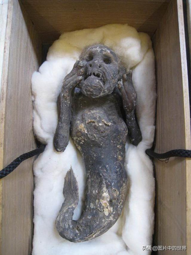 30张照片看世界：集中营18岁的俄罗斯姑娘，日本发现的美人鱼