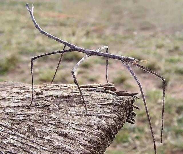 罕见的41张照片,巴西超模,戴安娜,如同枯枝一般的竹节虫,睢鸠