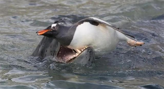 罕见的41张照片,巴西超模,戴安娜,如同枯枝一般的竹节虫,睢鸠