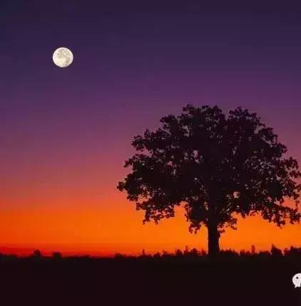 女儿国国王朱琳朗诵《致橡树》，人美声音更美