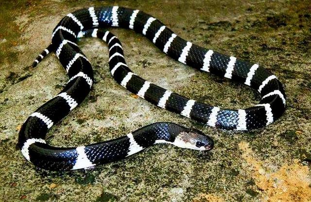 18年陕西女孩养蛇当宠物,不慎被咬伤,抢救时宁死不说是什么蛇