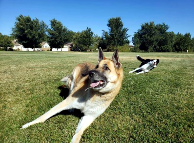 30个捕捉到的完美镜头，时机把握得太巧妙了