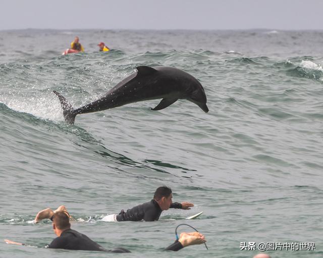 30张照片看世界：集中营18岁的俄罗斯姑娘，日本发现的美人鱼