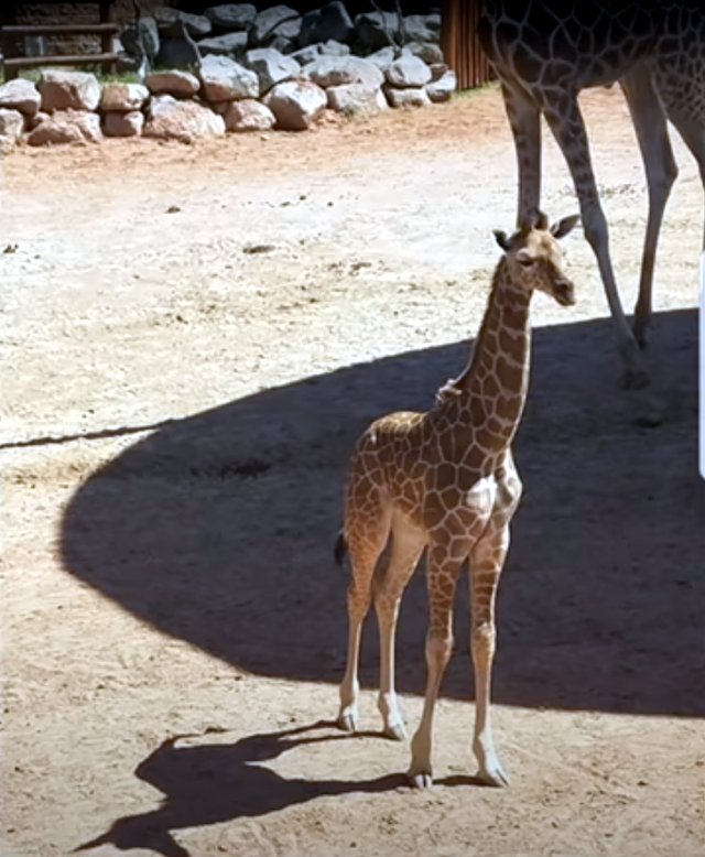 30个捕捉到的完美镜头，时机把握得太巧妙了