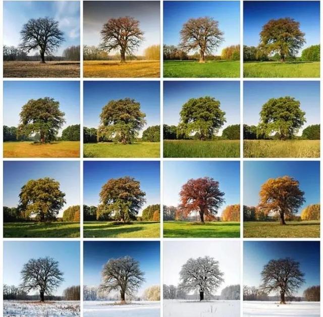 罕见的41张照片,巴西超模,戴安娜,如同枯枝一般的竹节虫,睢鸠