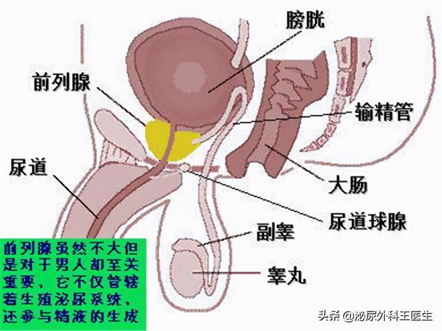 男性一生最多只能排6000次精？这几个精液知识，男女都应知道