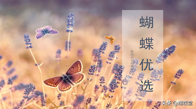 蝴蝶堂科普丨内衣彰显个性,色彩看透女人心