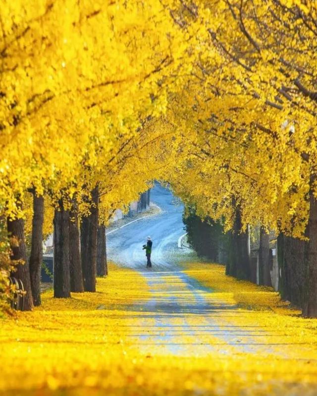 女士秋天拍美照，8种拍照姿势、技巧可以用，秋天景美人也美